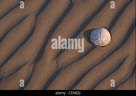 Sand Muster entlang der Küste des Pazifischen Ozeans mit Sanddollar Stockfoto