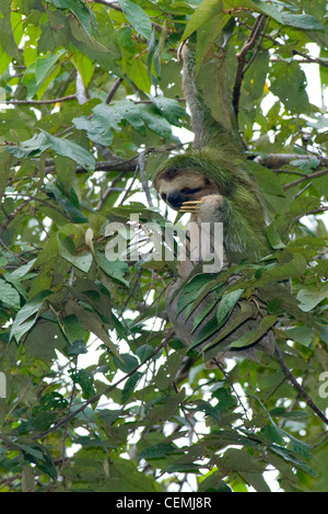 Ein drei-toed Sloth weidet in den Baumkronen des Regenwaldes, in Manuel Antonio Nationalpark, Costa Rica Stockfoto
