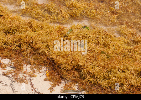 lebhafte Reihe von gelben Algen am Strand (Karibik) Stockfoto