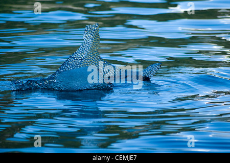 Geformten Gletschereis vom Sawyer Gletscher schmelzen im Tracy Arm, Alaska Stockfoto