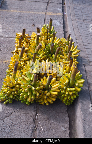 Viele Trauben gelb, reife Bananen stehen senkrecht auf dem öffentlichen Markt in Pujilí, Ecuador im zentralen Hochland. Stockfoto