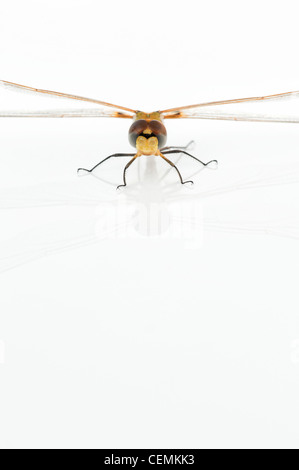 Tramea Basilaris. Rot Marsh Trotter Libelle auf weißem Hintergrund Stockfoto