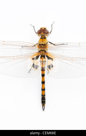 Tramea Basilaris. Rot Marsh Trotter Libelle auf weißem Hintergrund Stockfoto