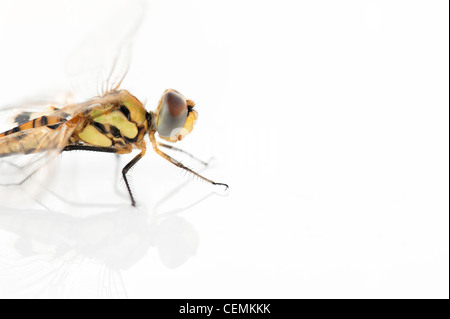 Tramea Basilaris. Rot Marsh Trotter Libelle auf weißem Hintergrund Stockfoto