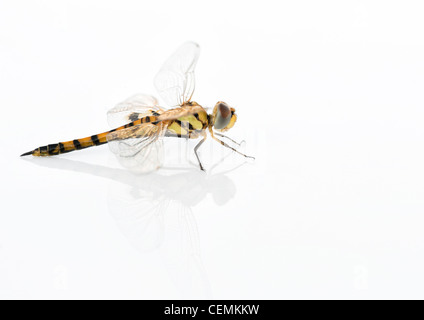 Tramea Basilaris. Rot Marsh Trotter Libelle auf weißem Hintergrund Stockfoto