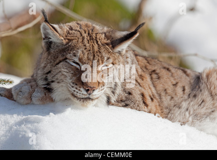 Porträt eines Luchses (Lynx Lynx) Stockfoto