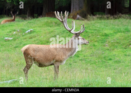 männliche Hirsch auf einem grünen Alm Stockfoto