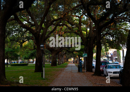 Südliche Phaseneiche Bäume in Savannah, GA Stockfoto