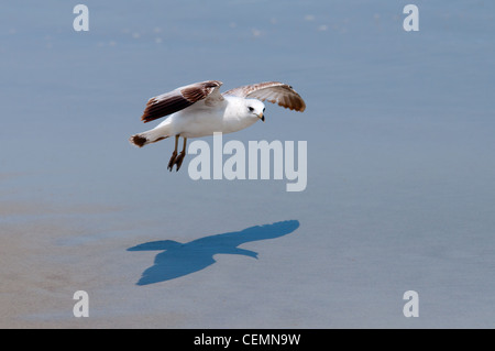 Möwen fliegen tief über den Strand in Florida Stockfoto