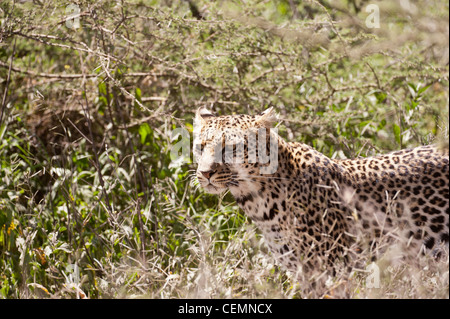 Leopard auf der Pirsch Stockfoto