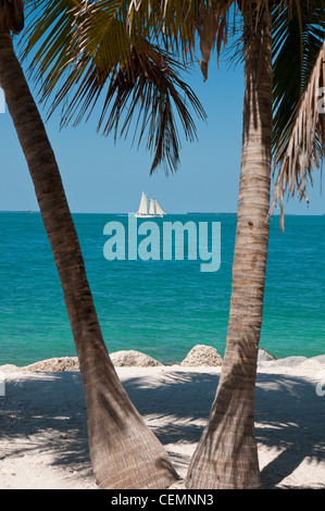 Segelboot zwischen zwei Palmen am Strand von Key West Stockfoto