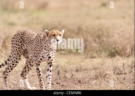 Gepard Stalking Stockfoto