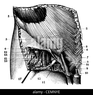 Abb. 624. Region ilioinguinal Oberfläche. externe Öffnung der leistenkanal. Arterien, Venen und Lymphgefäße der Leiste, Vintage eingravierten Abbildung. magasin Pittoresque 1875. Stockfoto