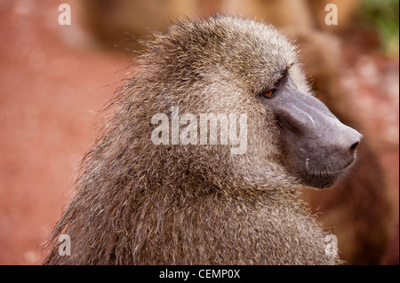 Porträt eines männlichen Pavians Stockfoto