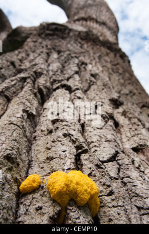 Fuligo Septica wächst auf englische Eiche (Quercus Rober) Stockfoto