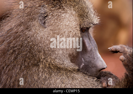 Porträt eines männlichen Pavians Stockfoto