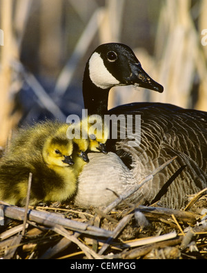 Neue Gans-Familie Stockfoto