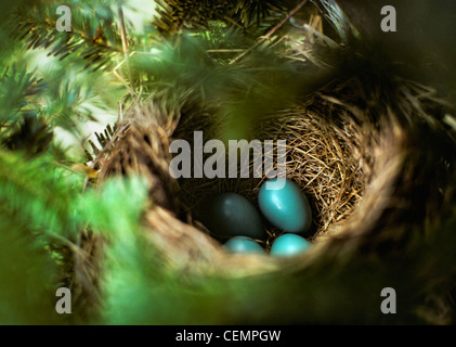 Robins Eiern Stockfoto