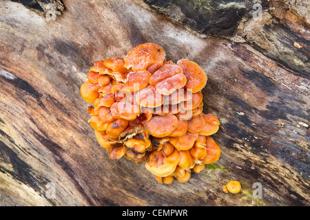 Hexen Butter Pilze wachsen auf einem alten Baumstumpf Stockfoto