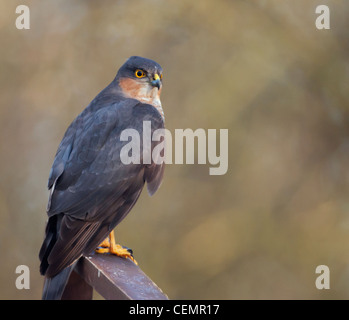 Wilde männliche Sperber (Accipiter Nisus) thront Stockfoto