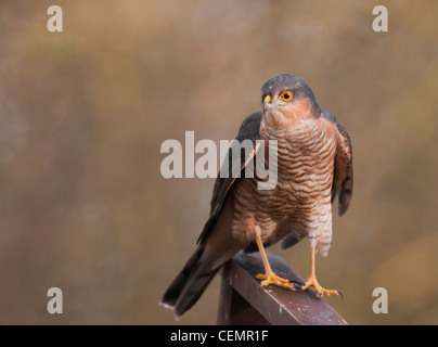 Wilde männliche Sperber (Accipiter Nisus) thront Stockfoto