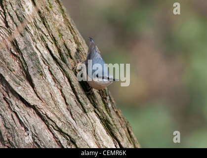 Eurasische Kleiber ('Sitta Europaea") Stockfoto