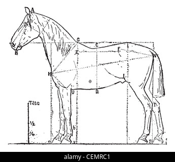 Proportionen des Pferdes, graviert Vintage Illustration. Wörter und Sachen - Larive und Fleury - 1895. Stockfoto