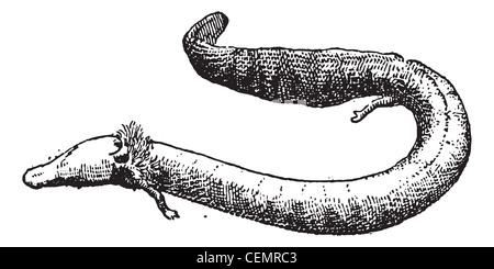 Proteus, graviert Vintage Illustration. Wörter und Sachen - Larive und Fleury - 1895. Stockfoto