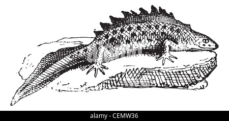 Salamander, graviert Vintage Illustration. Wörter und Sachen - Larive und Fleury - 1895. Stockfoto