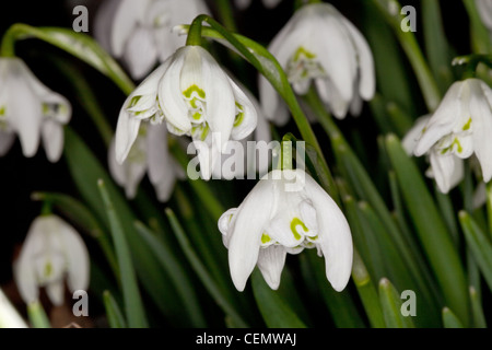 Nahaufnahme von einem Schneeglöckchen im Frühling Stockfoto