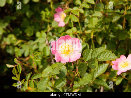 Nahaufnahme von rosa Blüten in Rosa Canina (Hundsrose) Stockfoto