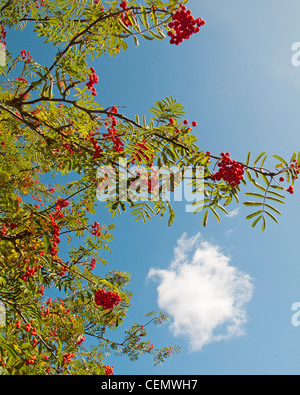 Roten Beeren der Eberesche (Sorbus Aucuparia) gegen blauen Himmel in der Sonne Stockfoto