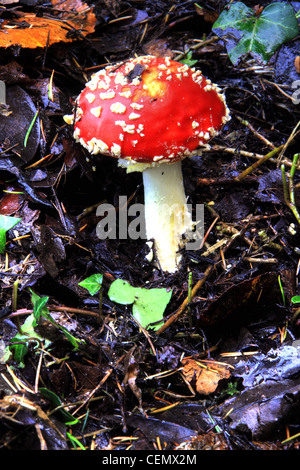 Fly Agaric Pilze, Grappenhall Heys, South Warrington, Cheshire England, Großbritannien Stockfoto