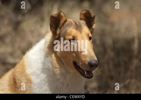 Smooth Collie-Kopfschuss Stockfoto