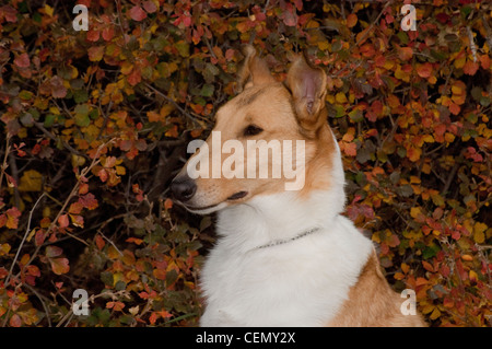 Smooth Collie-Kopfschuss Stockfoto