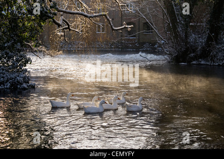 Fünf Embden und einem römischen Gänse schwimmen auf einer verschneiten und nebligen River Bure in Aylsham, Norfolk, Großbritannien Stockfoto