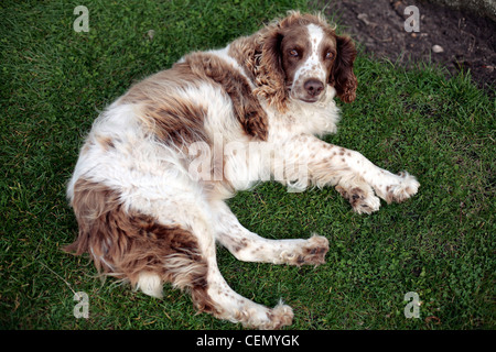 Spaniel auf der Insel St. Martin, Scilly-Inseln, UK. Stockfoto
