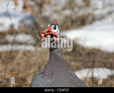 Perlhühner Kopfschuss mit einem Winter-Hintergrund Stockfoto