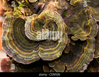 Nahaufnahme eines Turkeytail Pilz (Trametes versicolor) auf einem alten Stück Baumstamm. Stockfoto