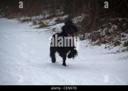 Cocker Spaniel im Schnee Stockfoto