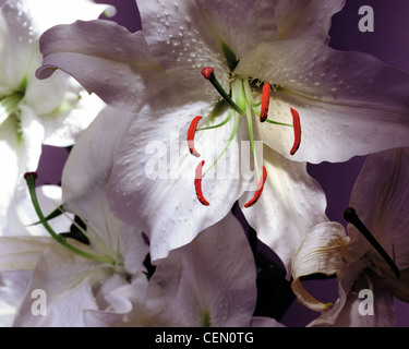 Orientalische Hybriden Lilie Lilium Casa Blanca Liliaceae weiß mit hellen roten Staubfäden. Close-up horizontale Farbfoto Stockfoto