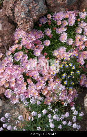 Mesa Verde Ice Plant und persische Stonecress Stockfoto