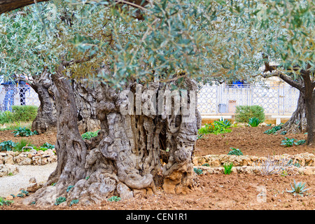 Großen Olivenbaum in den Garten Gethsemane, Hunderte wenn nicht Tausende von Jahren der Church of All Nations in Jerusalem Stockfoto