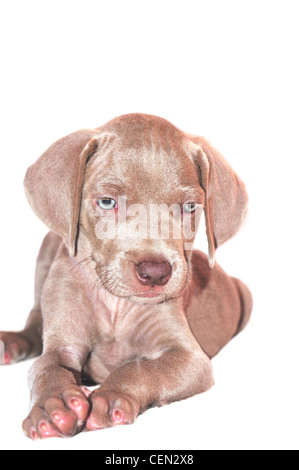 Weimaraner Welpe isoliert auf weißem Hintergrund Stockfoto