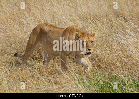 Löwin zu Fuß durch Rasen (Panthera Leo) in Serebgeti, Tansania Stockfoto