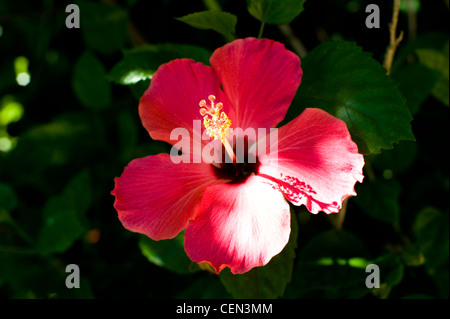Roter Hibiscus Flower Stockfoto