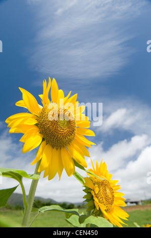 Sonnenblumen Stockfoto