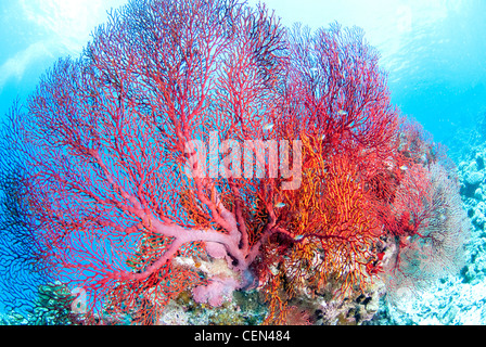 Red Melithaea flabellifera Stockfoto