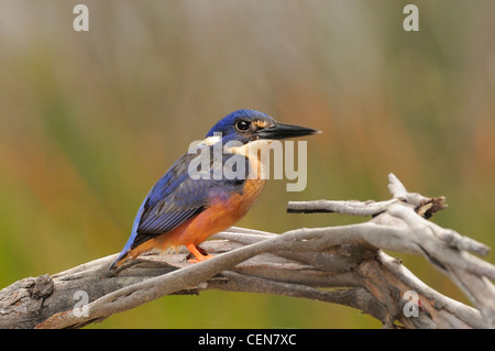 Azure Kingfisher Alcedo Azurea fotografiert in Tasmanien, Australien Stockfoto