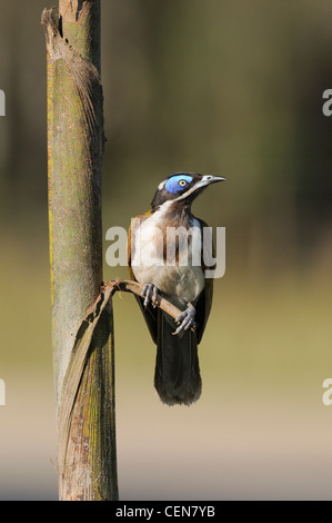 Blau-faced Honigfresser Entomyzon Cyanotis fotografiert in Queensland, Australien Stockfoto